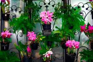Capa: Baixar Curso Cultivo de Orquídeas: Domine a Arte Floral!