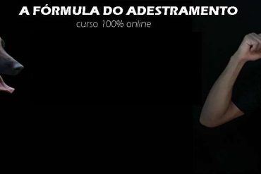 Cachorro Malinois realizando adestramento com foco e motivação