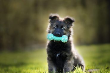 Capa do curso Adestramento Brinquedo Bom Pra Cachorro em alta resolução para download