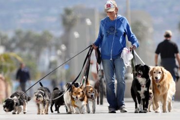 Curso Dog Walker profissional: homem passeando com cães felizes em parque com coleira e guia segura