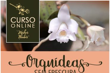 Curso Orquídeas sem Frescura com Carol Costa - Download Completo
